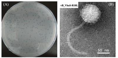 A broad-host-range lytic phage vB_VhaS-R18L as a candidate against <mark class="highlighted">vibriosis</mark>
